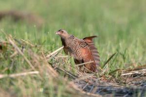 Pretegovanje _kosca_Marjan Cigoj